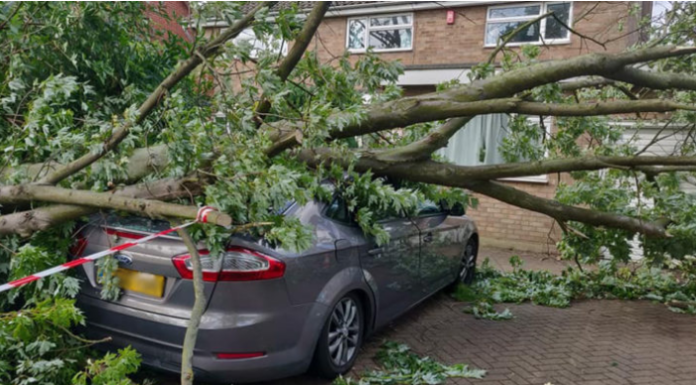 sisters killed by tree