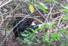 VIDEO: Chimpanzee caught on camera masturbating using plastic bottle as sex toy