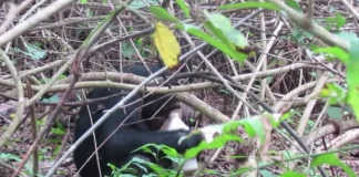 VIDEO: Chimpanzee caught on camera masturbating using plastic bottle as sex toy