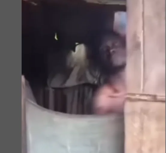 Young man believed to have travelled abroad found chained and locked up inside a hut for 5 years in Anambra community